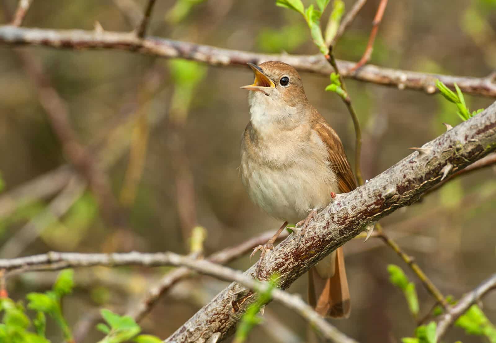 Common Nightingale. Credit iStock