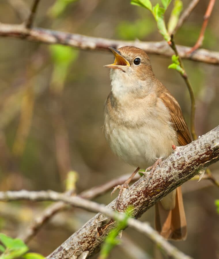 Common Nightingale. Credit iStock