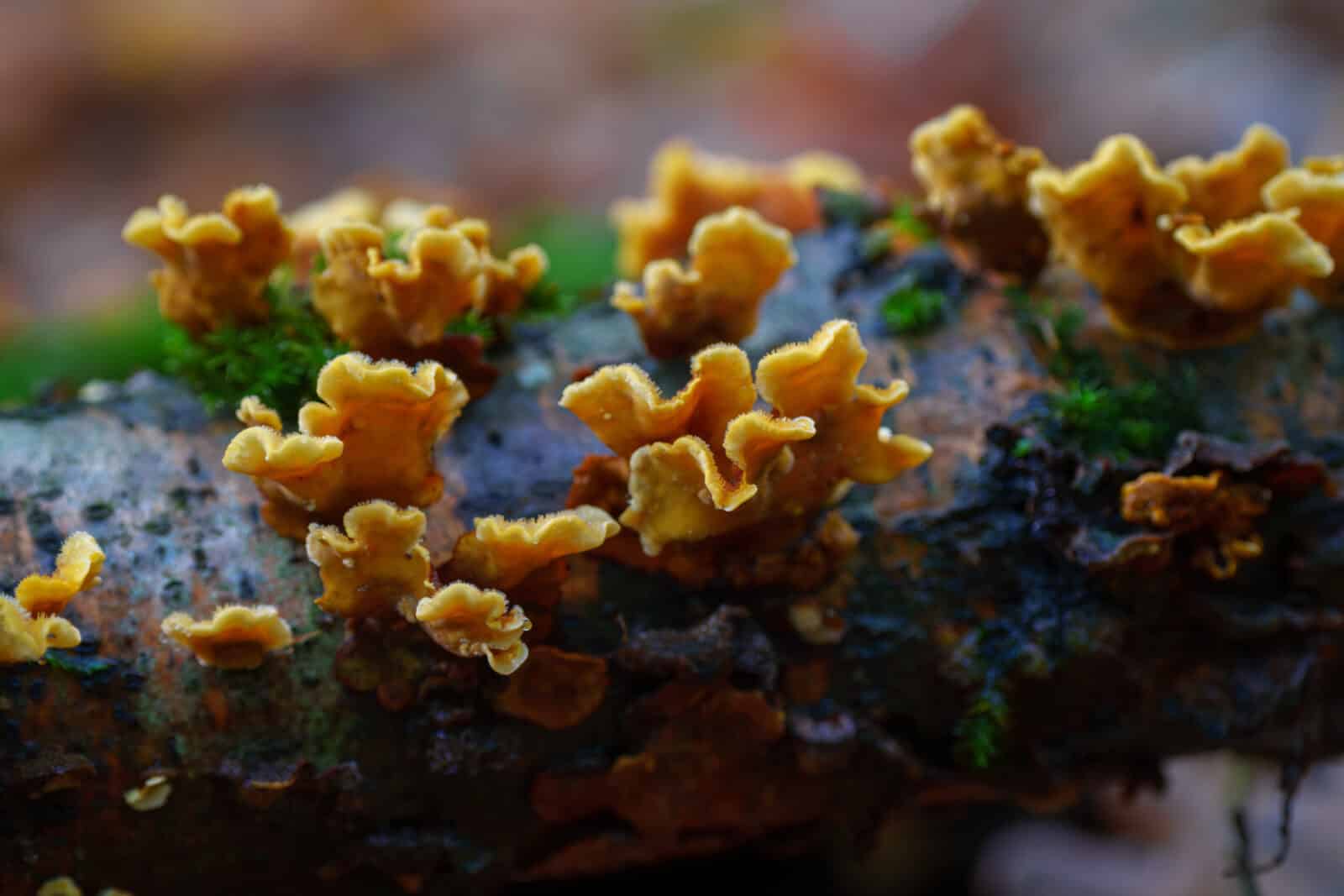 Close-up photo of bracket fungus. Credit iStock