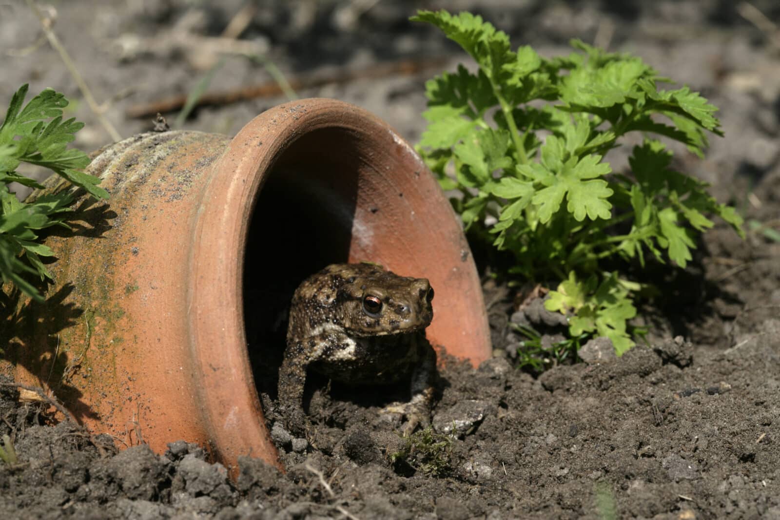 Common toad by flowerpot. Credit iStock