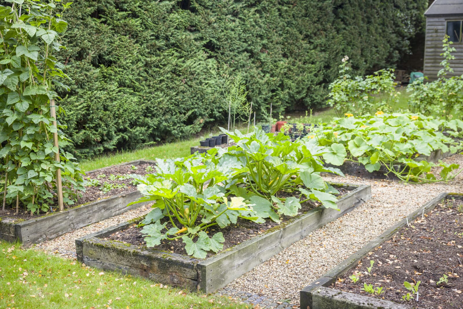Vegetable garden UK, with raised beds. Credit iStore