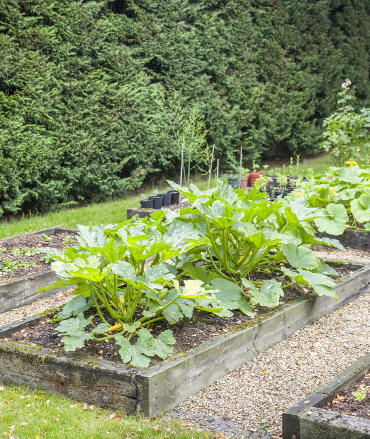 Vegetable garden UK, with raised beds. Credit iStore