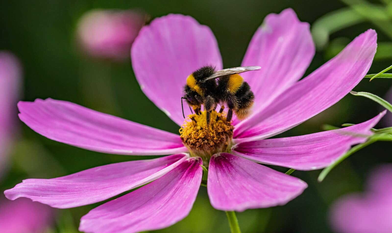 A Bumblebee on a Cosmos . Credit iStock