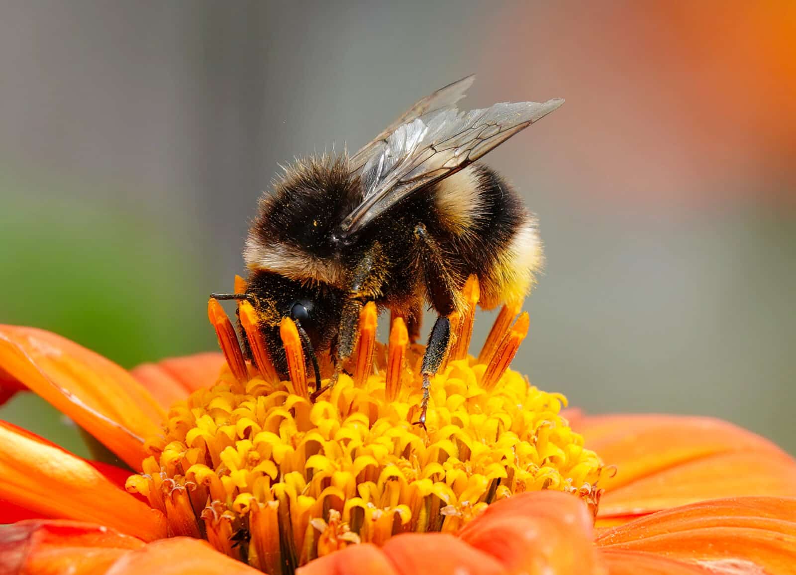 A bumblebee on a sunflower. Credit iStock