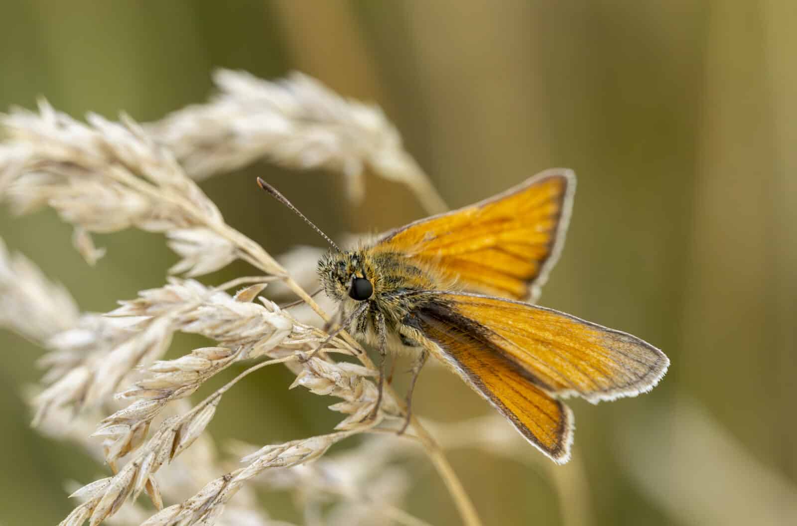 Large skipper butterfly on grass stems. Credit iStock