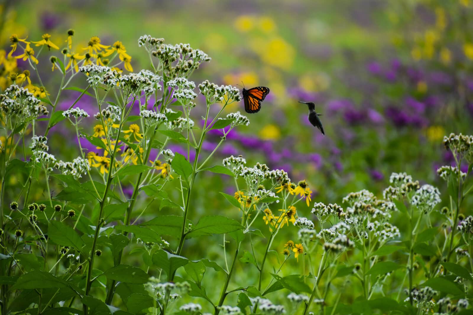 Butterfly in meadow. Credit iStore
