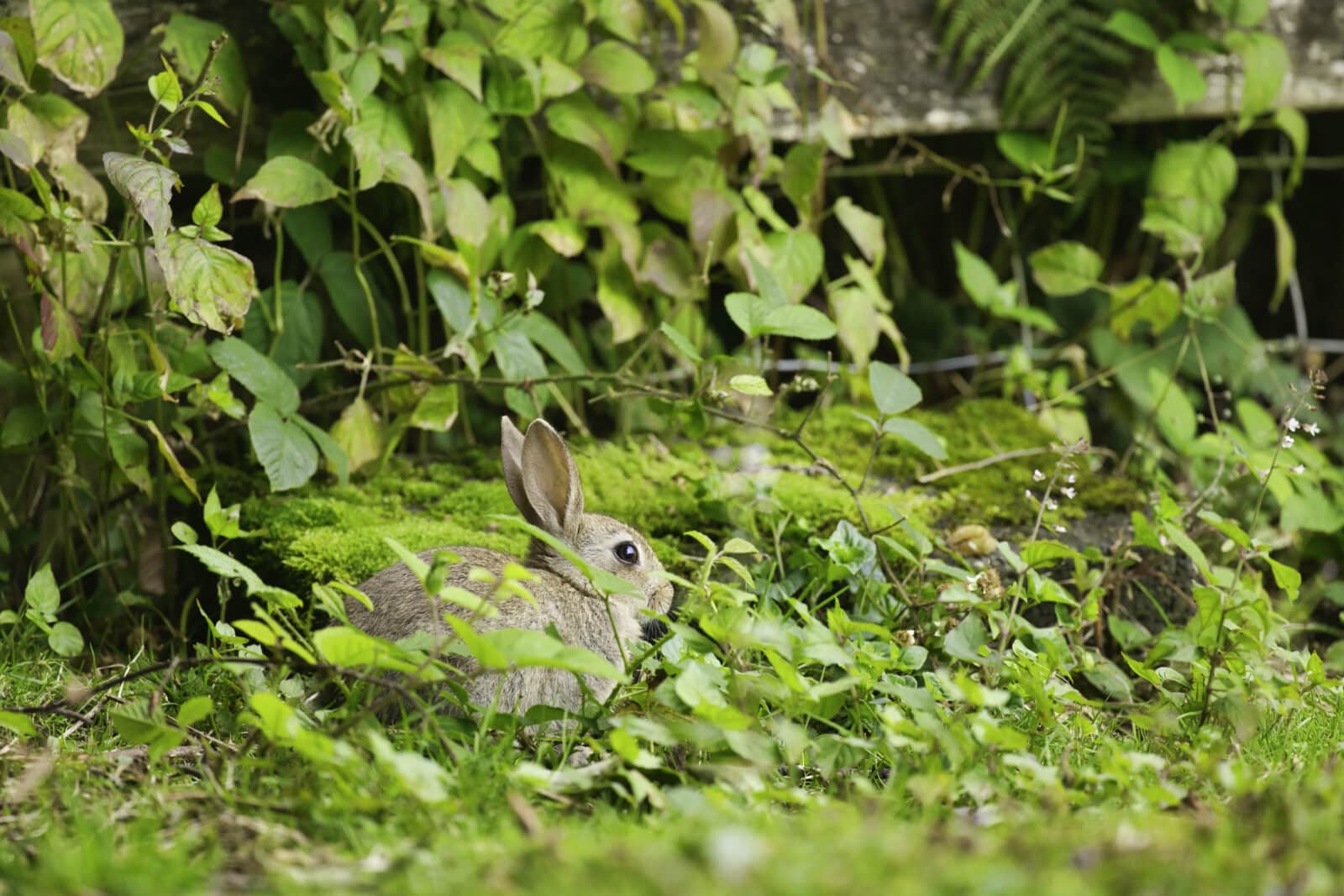 Wild young rabbit within brambles. Credit iStock