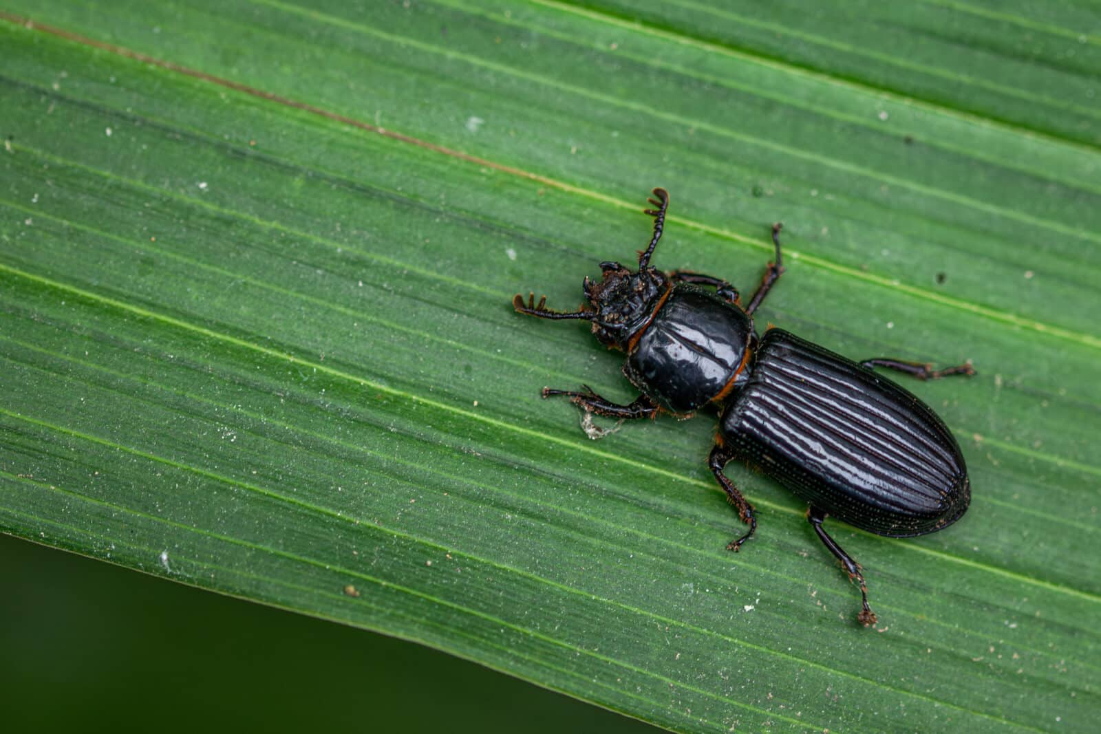 A Horned Passalus beetle. Credit iStock