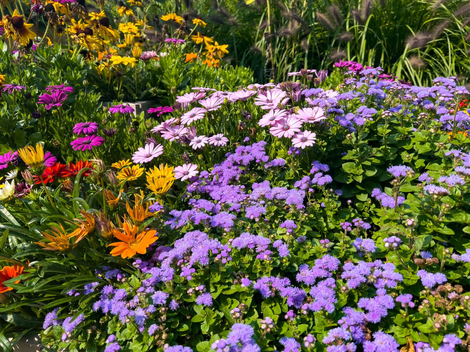 Border flowers. Credit iStock