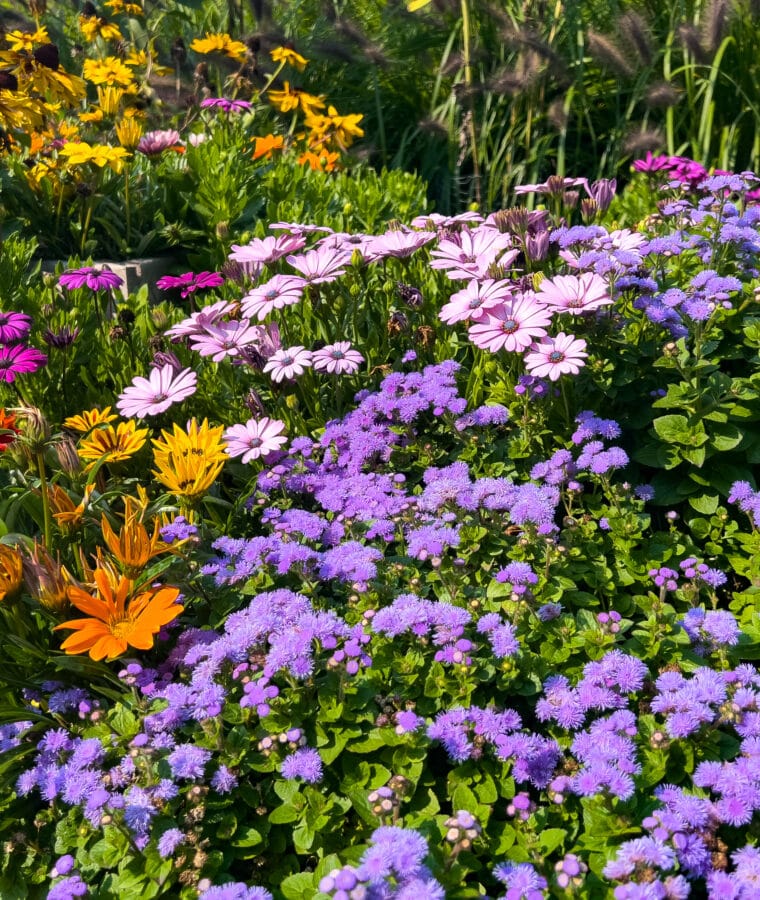 Border flowers. Credit iStock