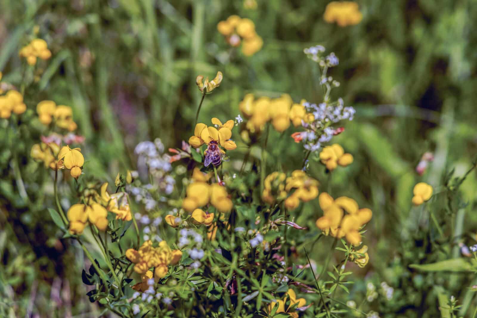 Blooming wildflowers. Credit iStock