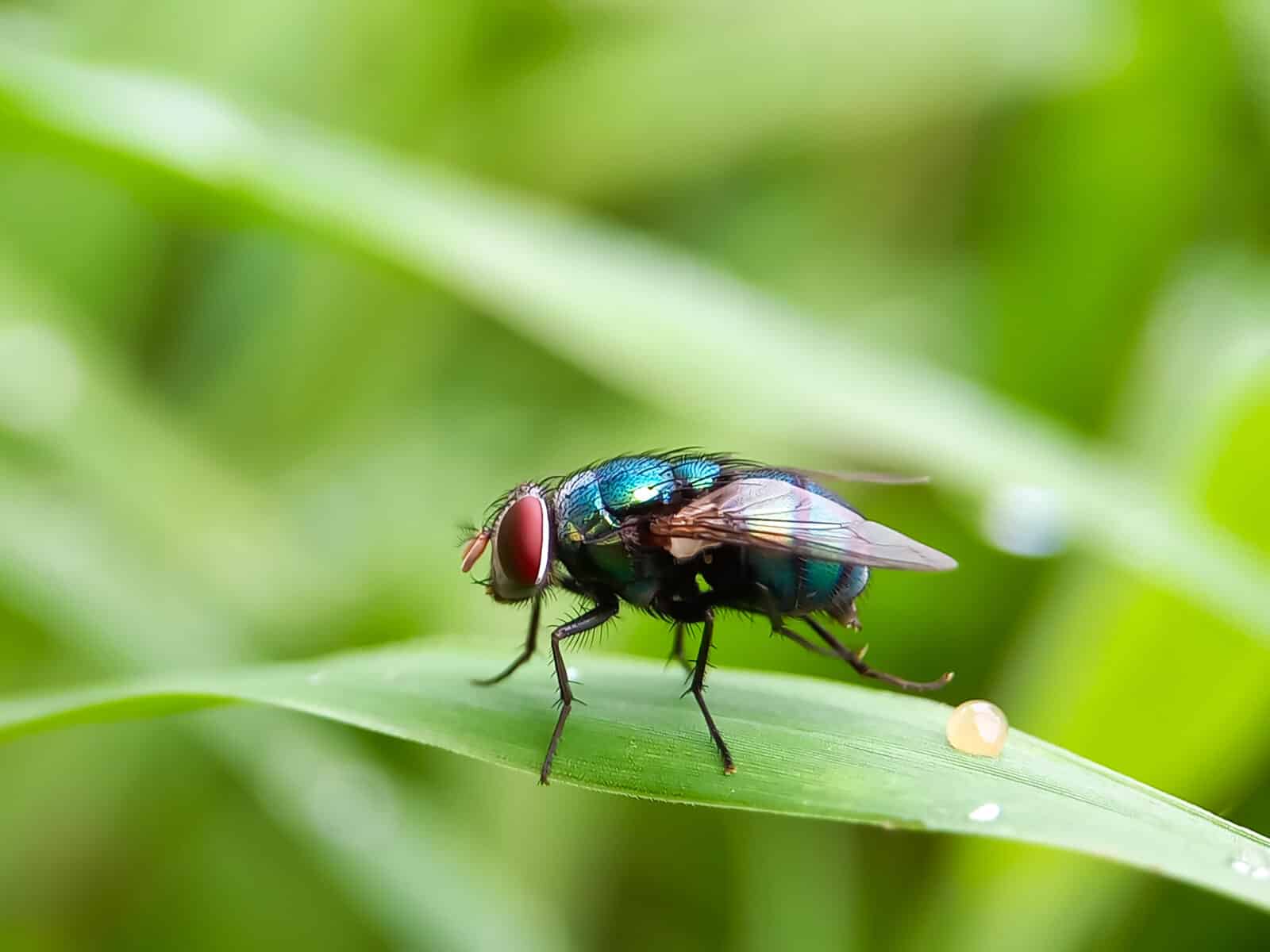A fly sitting on a blade of grass. Credit iStock