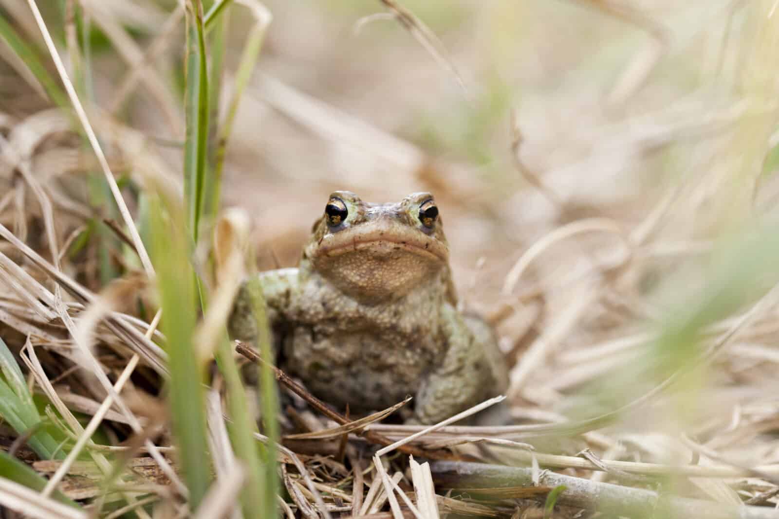 Toad resting near the wildlife. Credit iStore