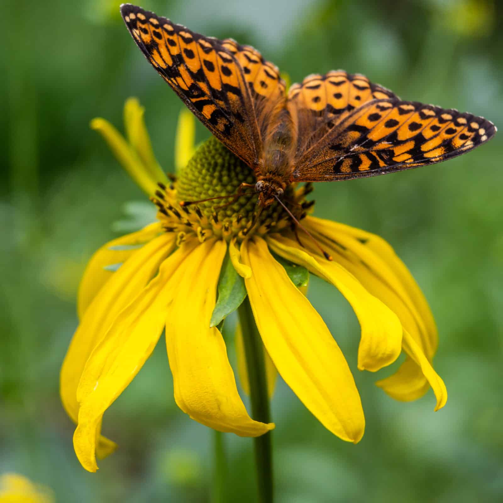 An orange fritillary butterfly rests on a bright yellow coneflower. Credit iStock