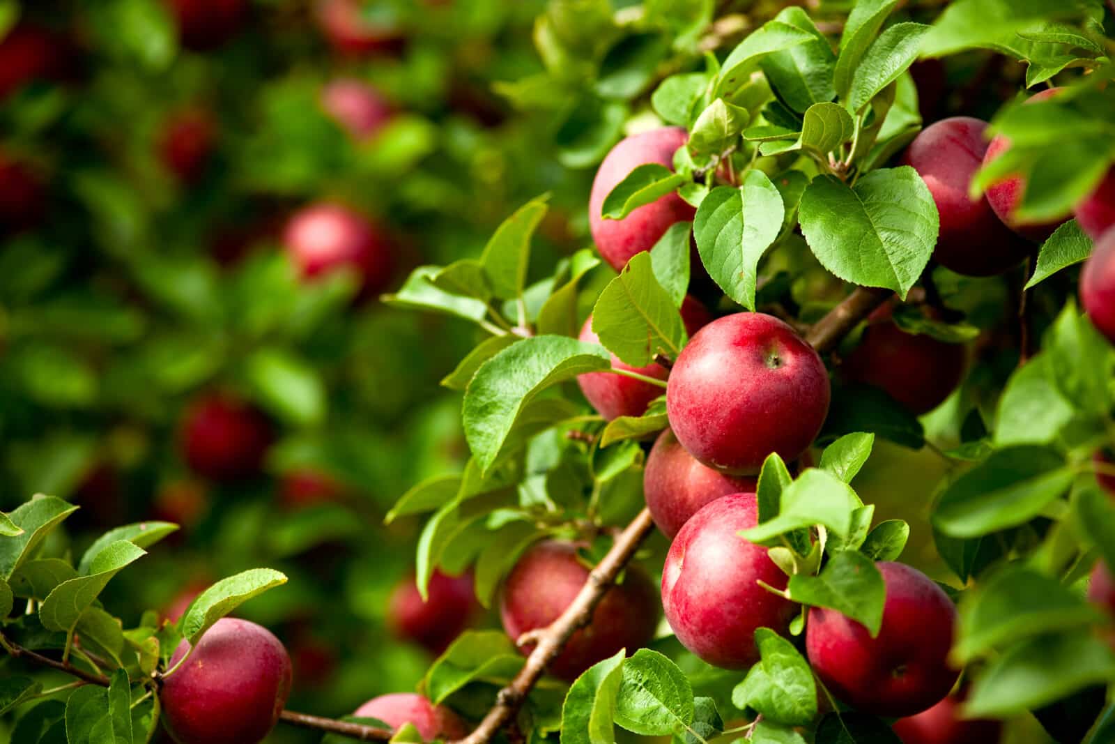 Orchard tree with ripe apples. Credit iStock
