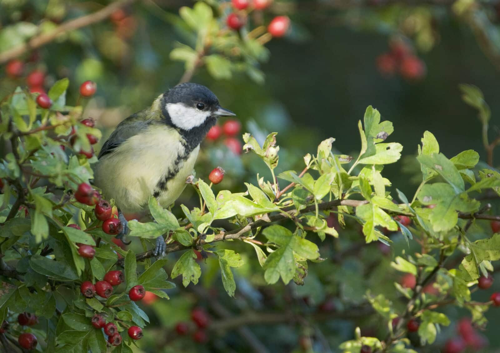 Great Tit in a hawthorn hedge. Credit iStock