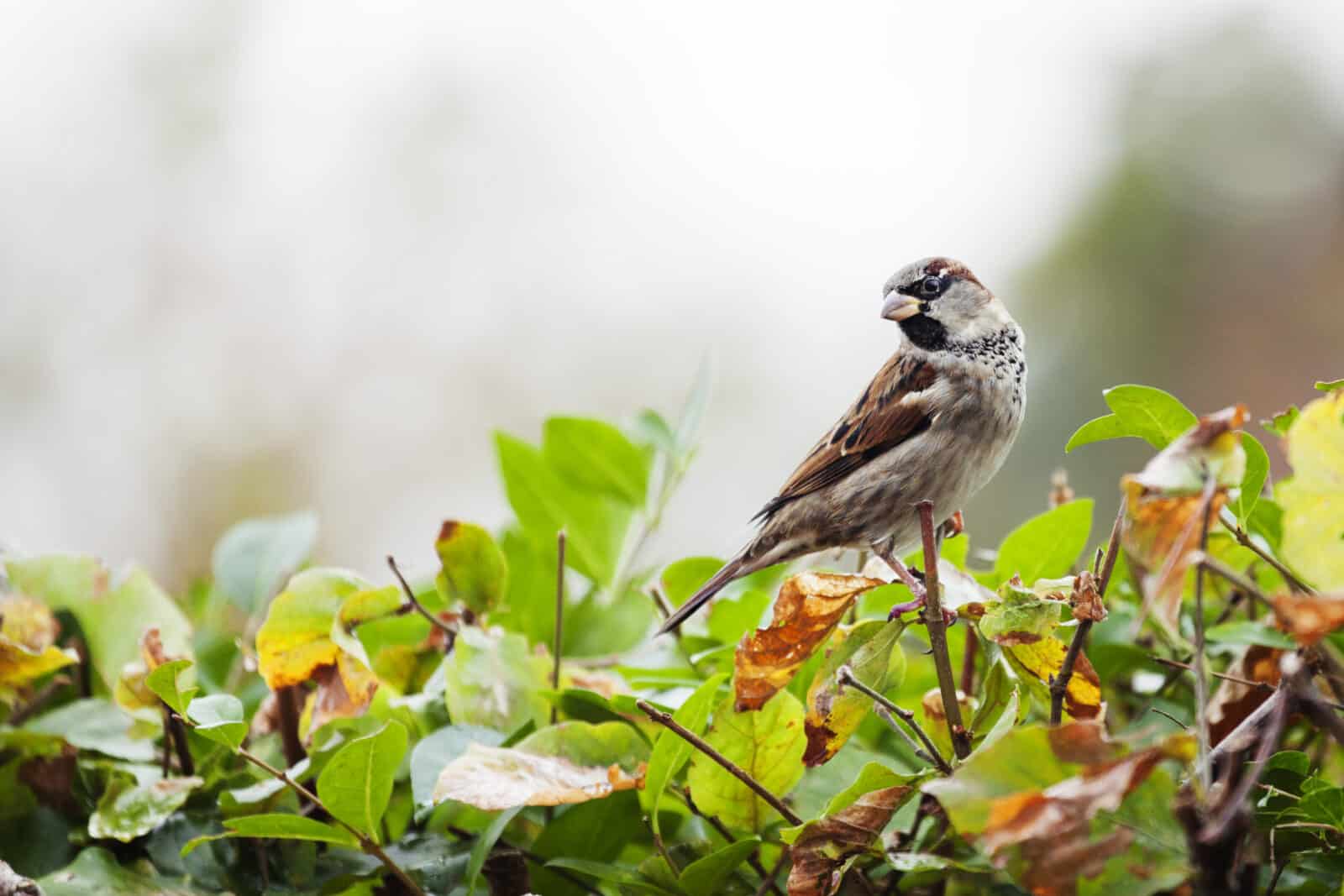 Sparrow perched on a hedge