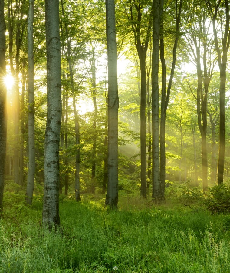 Green Natural Beech Tree Forest. Credit iStock