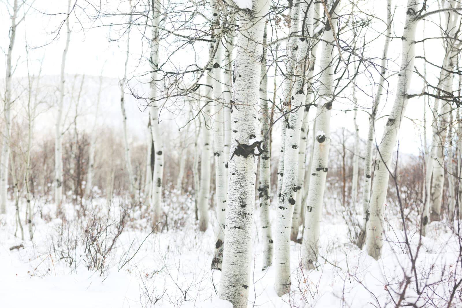 Credit iStock