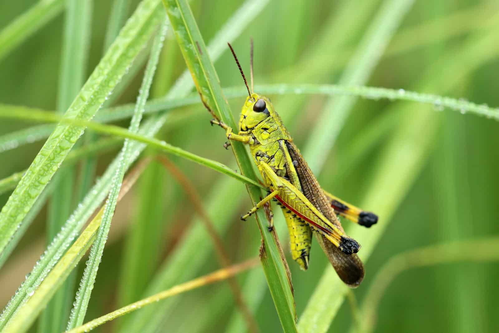 Grasshopper. Credit iStock