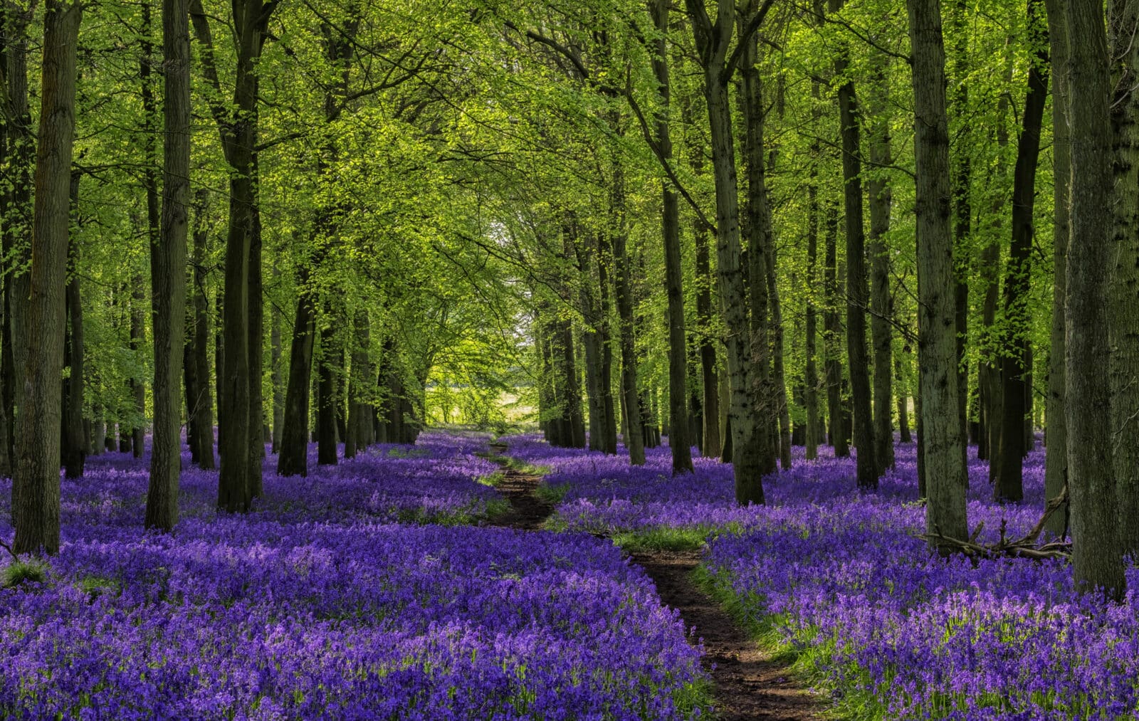 Bluebells. Credit iStock