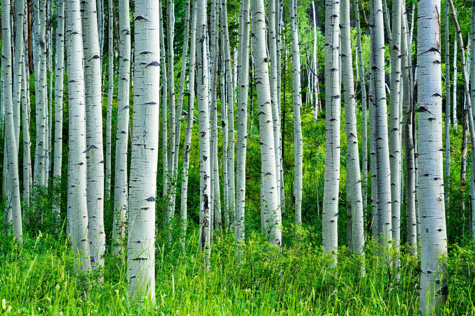 Summer Forest. Credit iStock