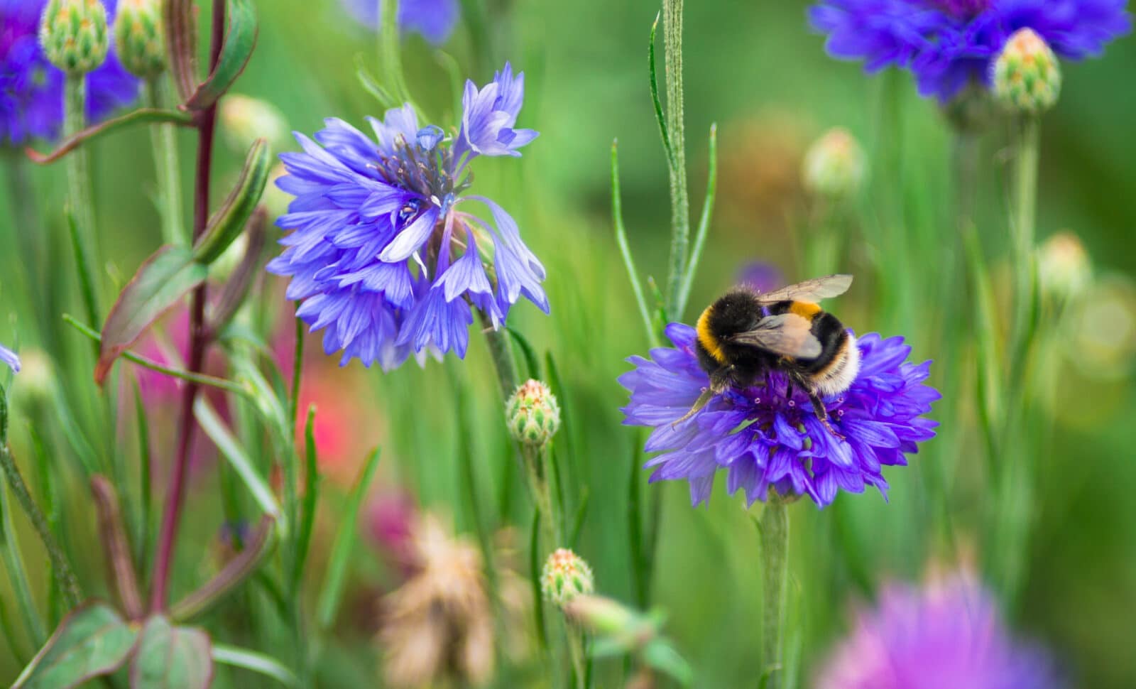 Bee on a cornflower. Credit iStock
