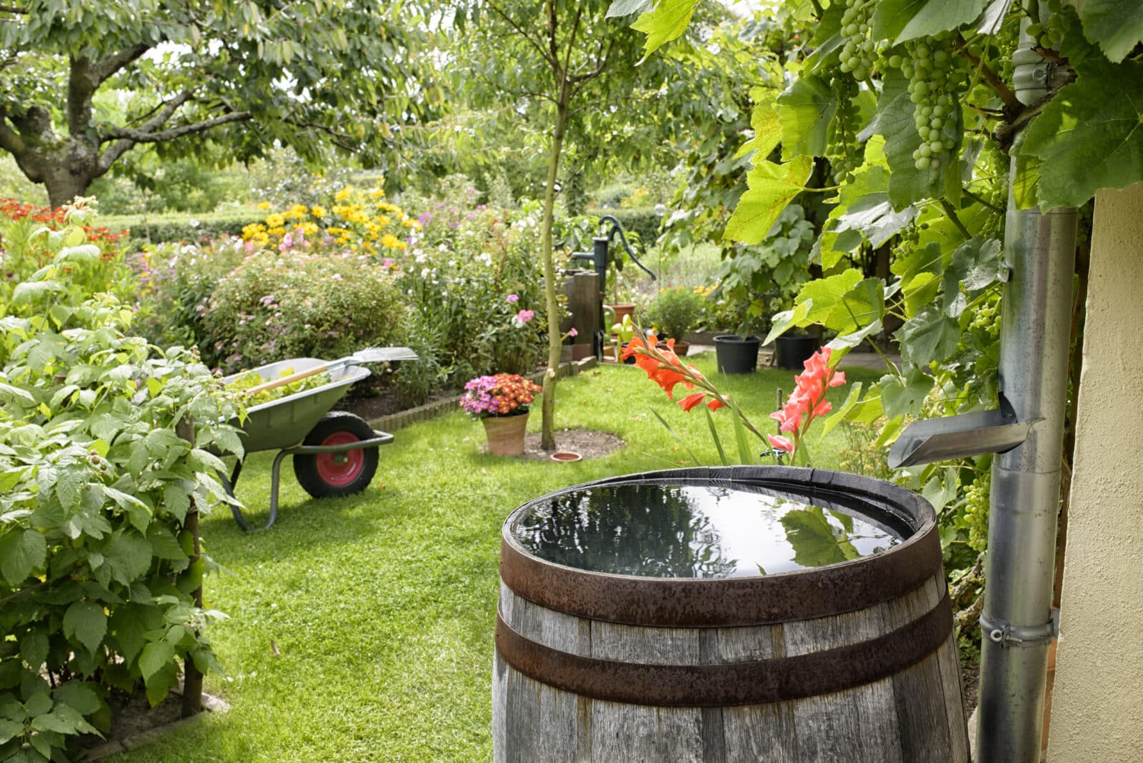 Wooden barrel for rainwater. Credit iStore