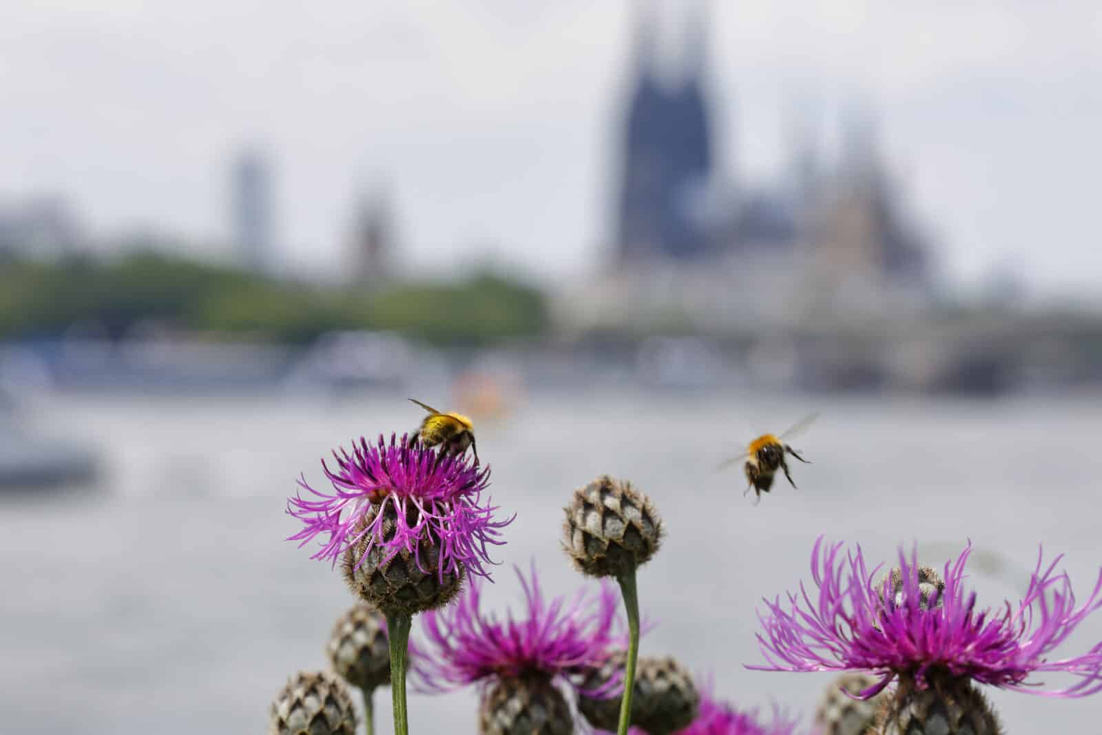 Bees on blossoming flower head. Credit iStock