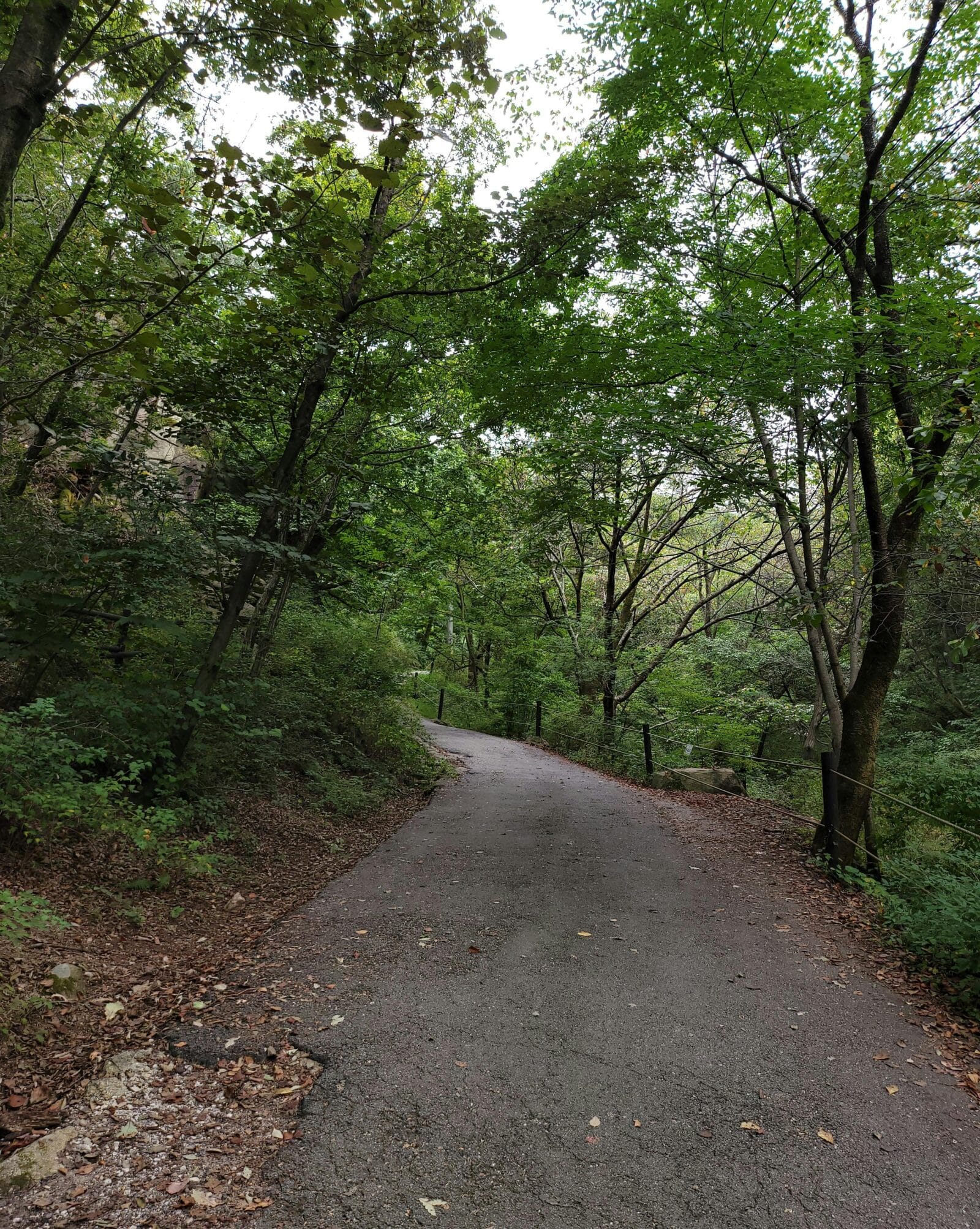 Path through trees. Photo - Pexels