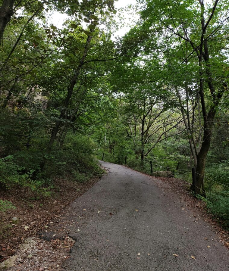 Path through trees. Photo - Pexels