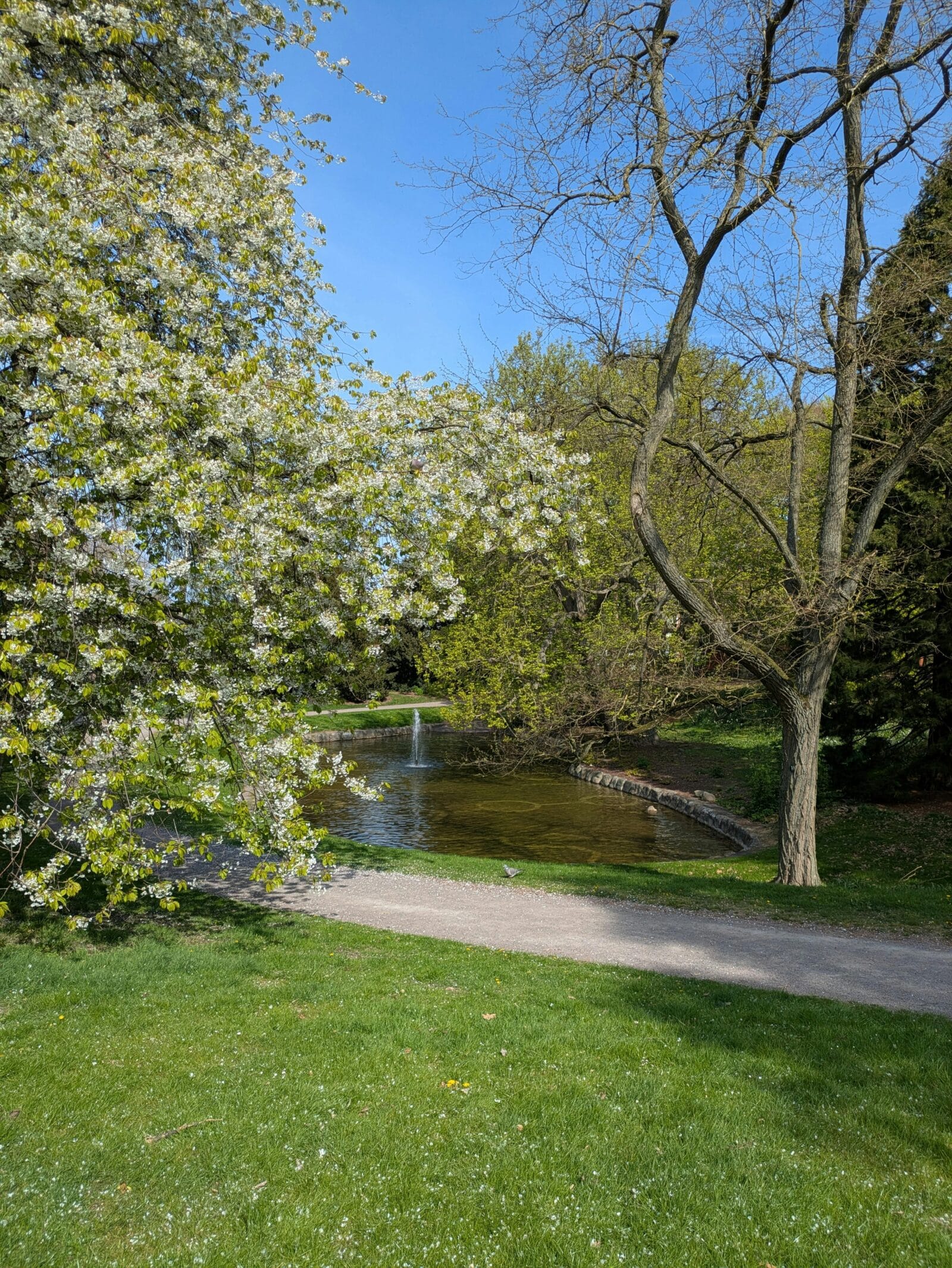 Park with trees, grassy area and path. Credit Pixabay