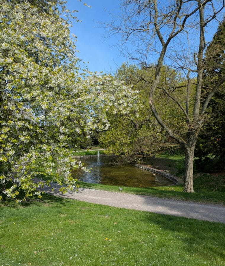 Park with trees, grassy area and path. Credit Pixabay