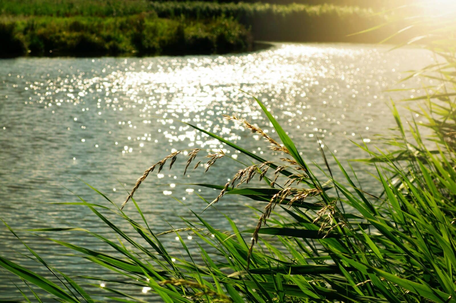 River with grasses overhanging the bank. Photo: Pexels