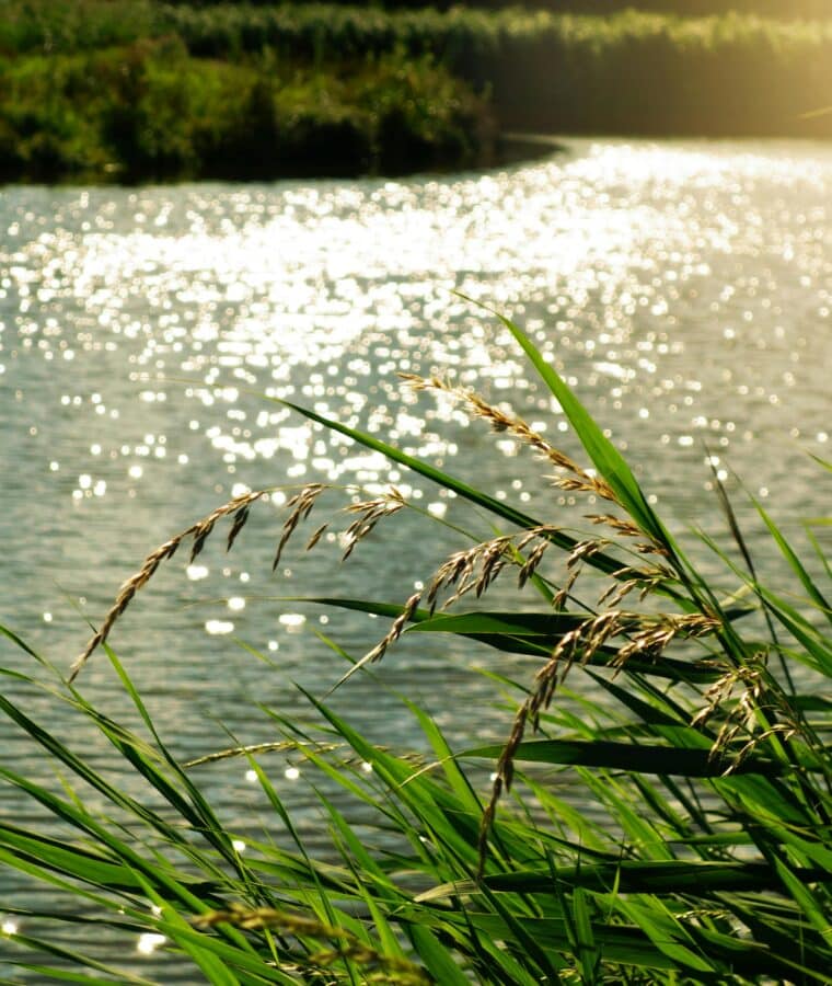 River with grasses overhanging the bank. Photo: Pexels