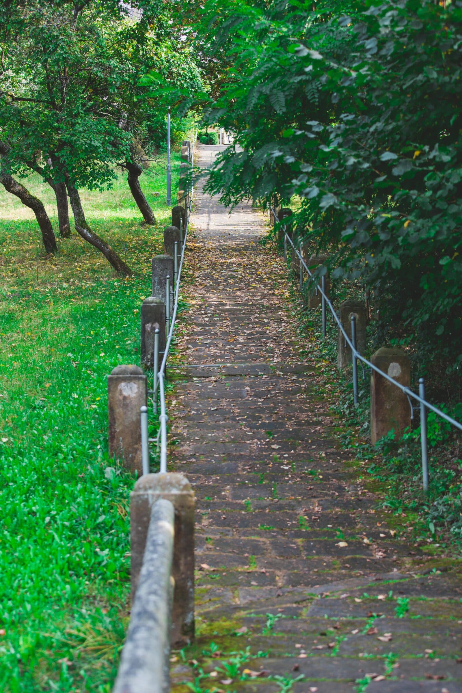 Path through park with small trees either side. Credit Pixabay