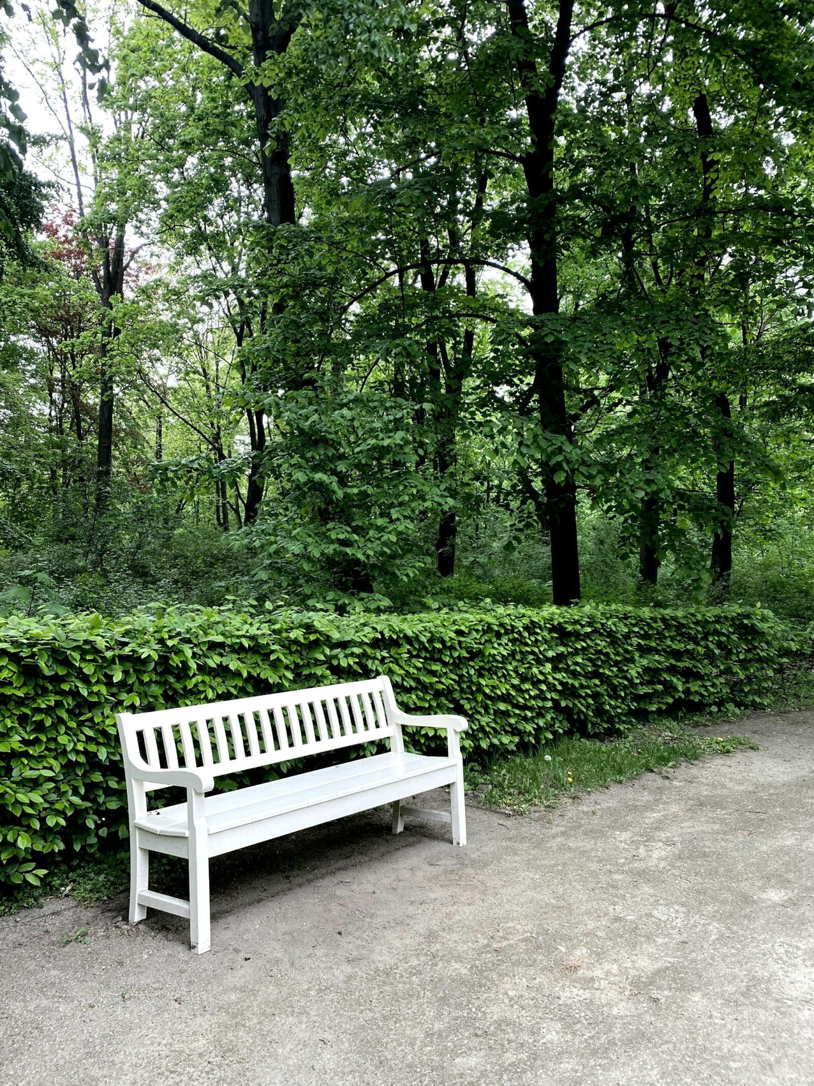 White bench on path next to hedge with trees behind. Credit Pixabay