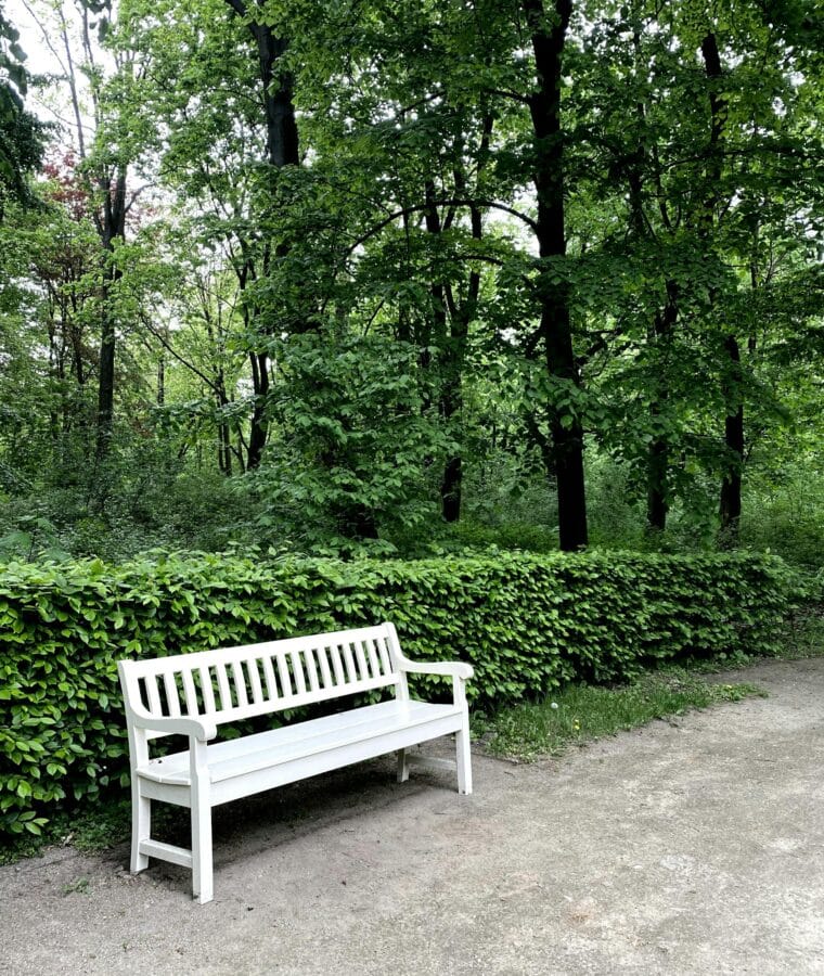 White bench on path next to hedge with trees behind. Credit Pixabay