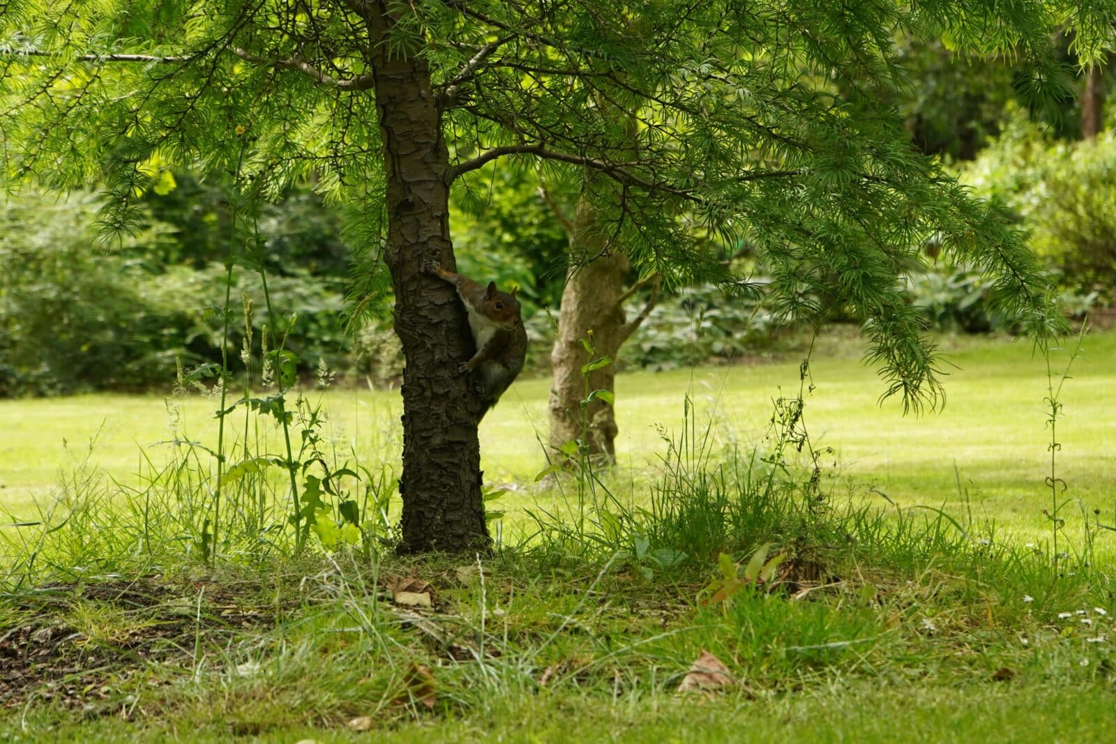 Squirrel in tree by grassy area. Credit Pixabay