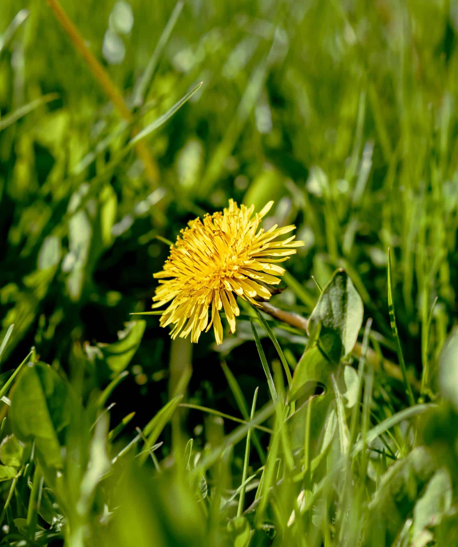 Dandelion. Photo - Pexels