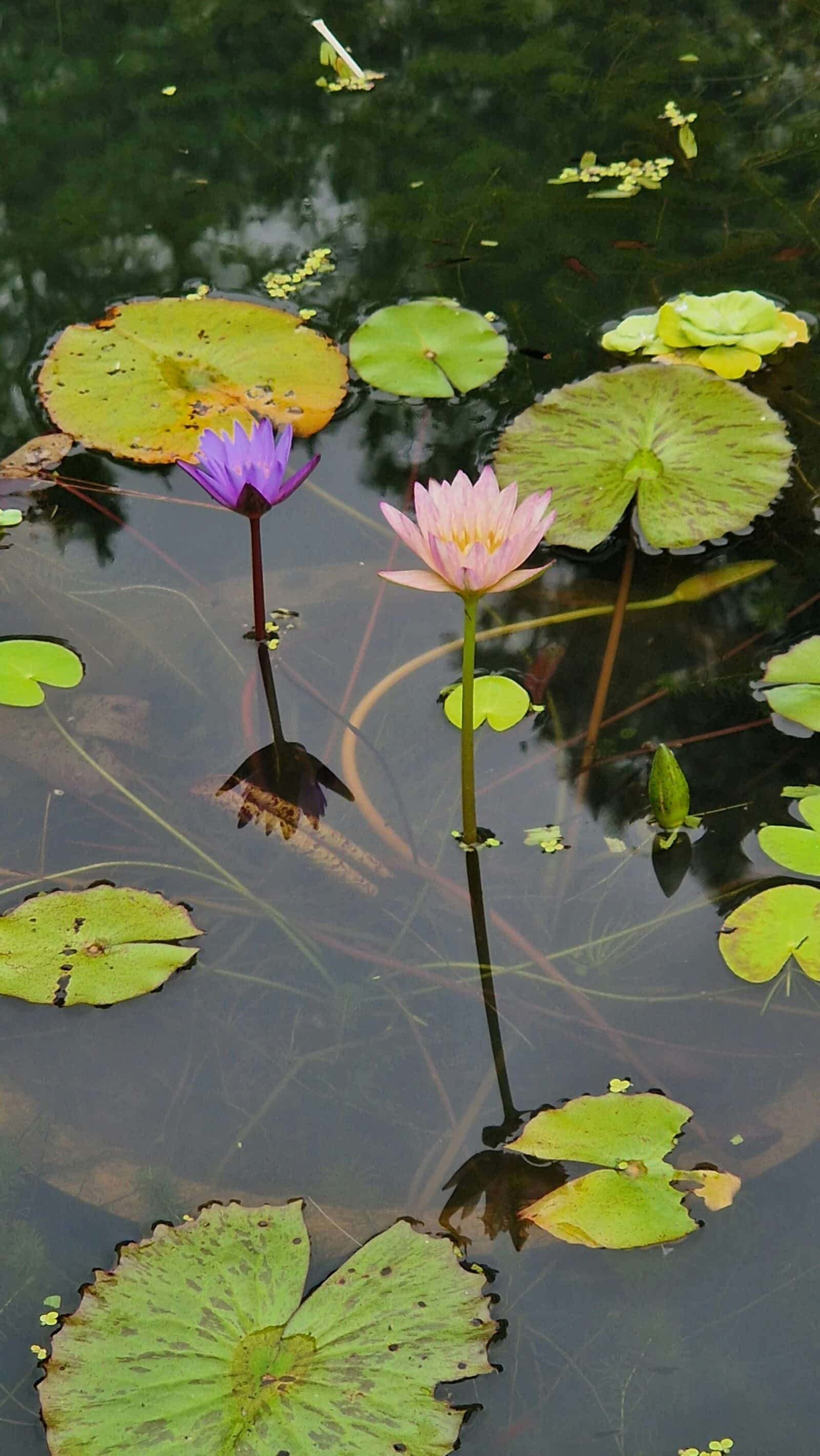 Water lillies. Credit Pixabay
