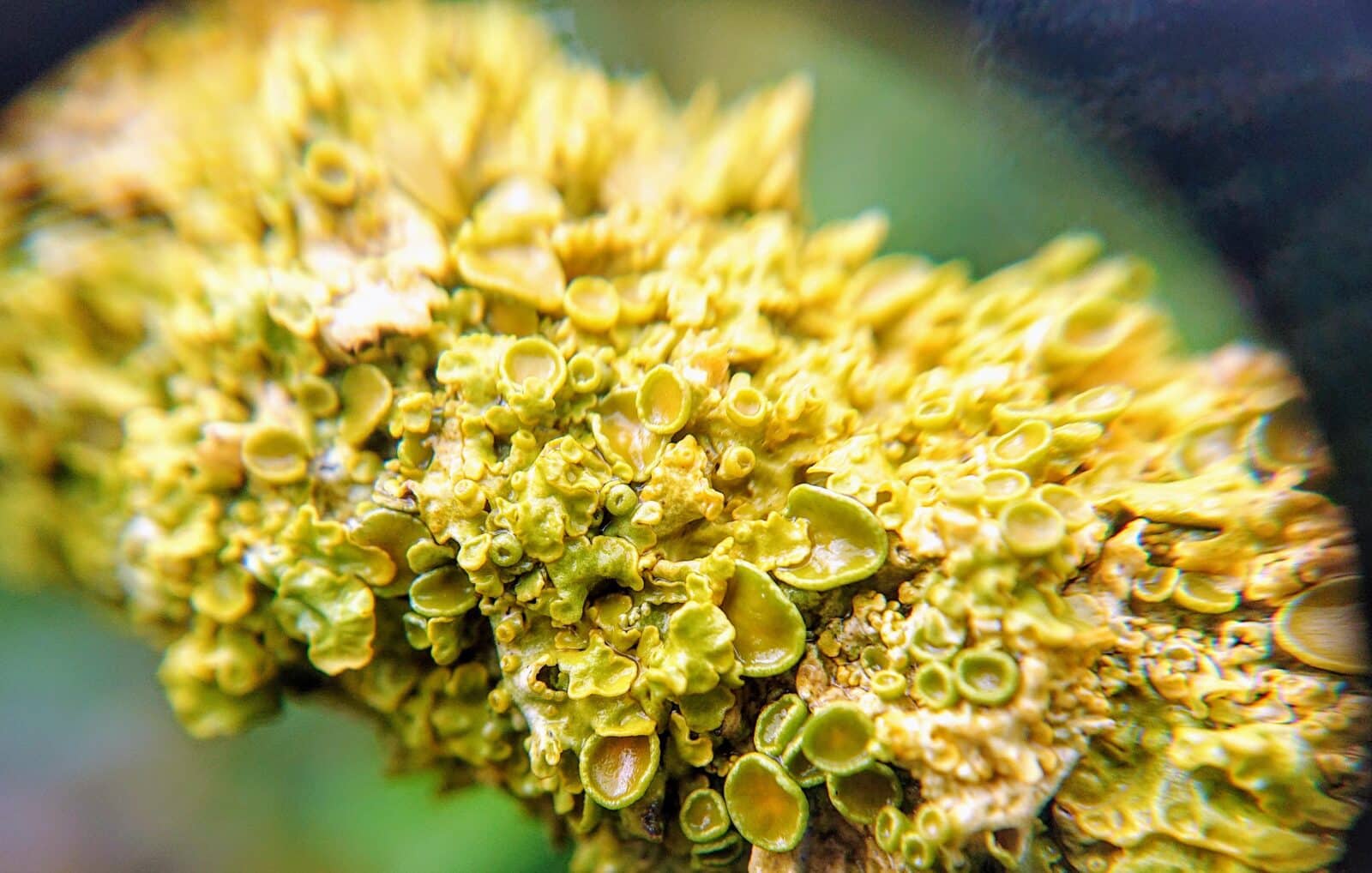 Yellow lichen on branch
