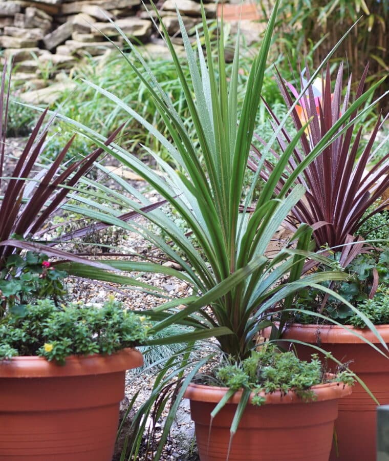 Sensory courtyard garden at Dorset County Hospital. Photo: Una Devlin/CSH, 2025. Attribution 4.0 International (CC BY 4.0)
