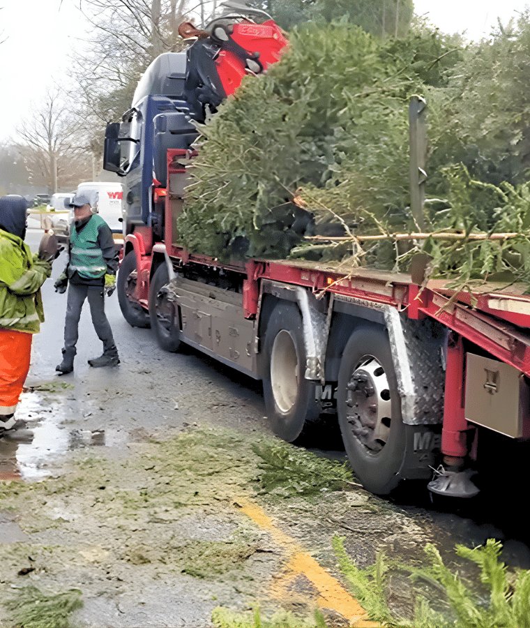Christmas tree recycling, 2026. Photo: CSH. Attribution 4.0 International (CC BY 4.0).