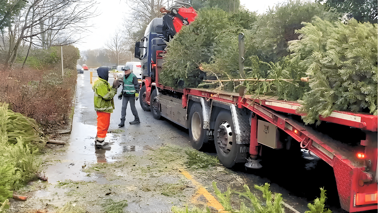 Christmas tree recycling, 2026. Photo: CSH. Attribution 4.0 International (CC BY 4.0).