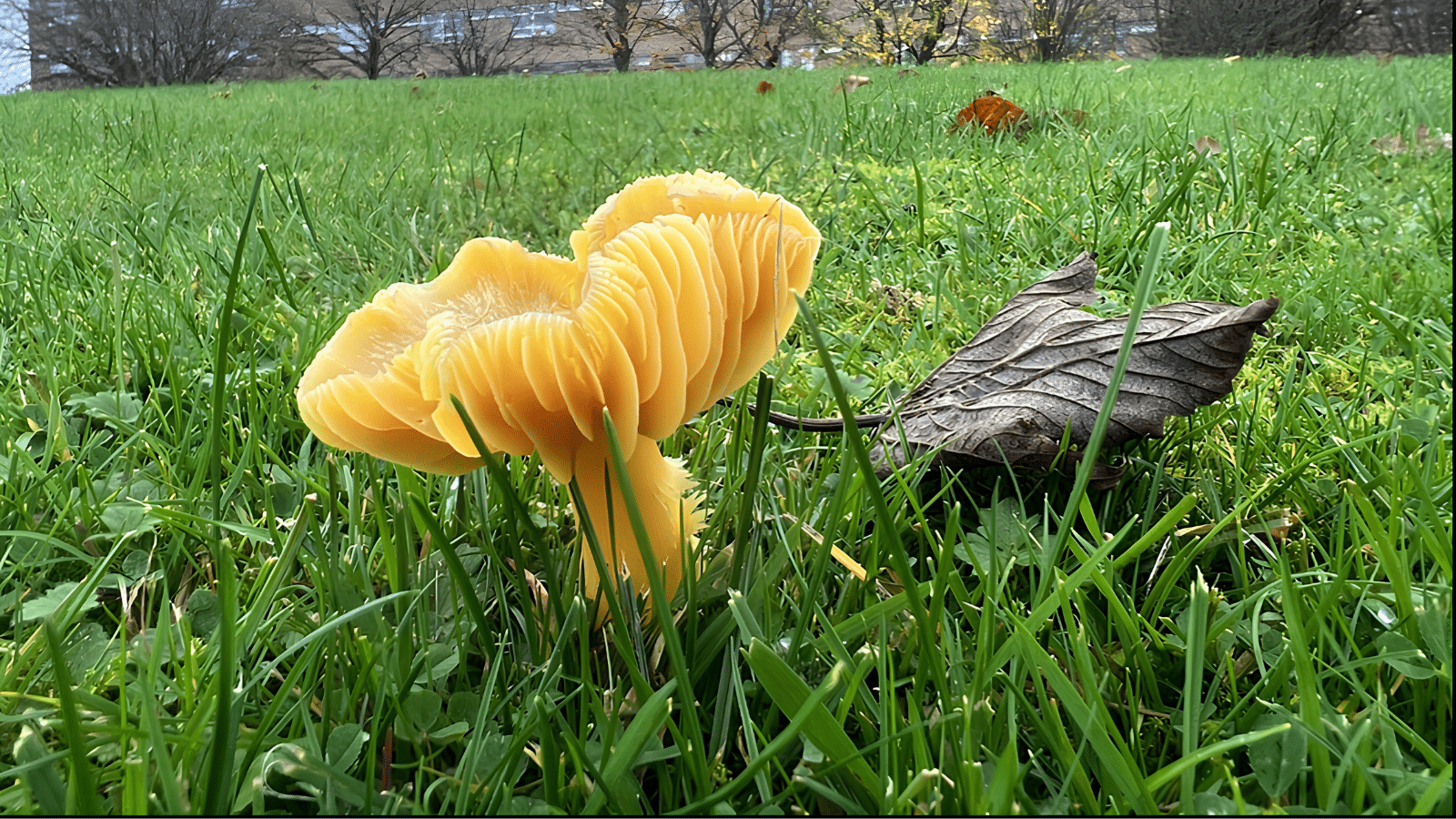 OIly Cap Mushroom at Freeman Hospital