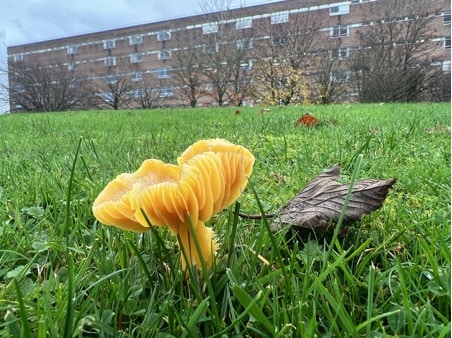 Oily waxcap at Freeman Hospital. Photo: Duika Burges Watson/CSH